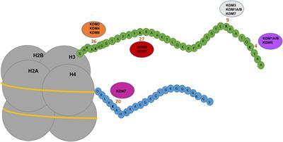 Lysine Demethylases: Promising Drug Targets in Melanoma and Other Cancers